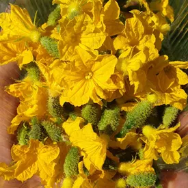 Пищевой цветок Огурца, 20 шт.